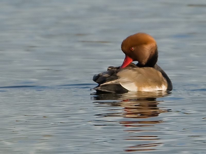 Netta rufina Red-crested Pochard Krooneend